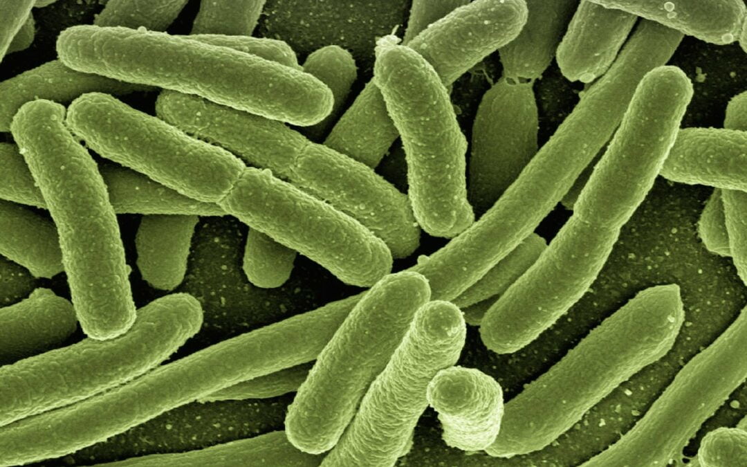Bakterije v živilih